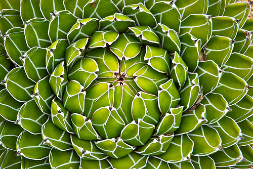 Queen Victoria agave